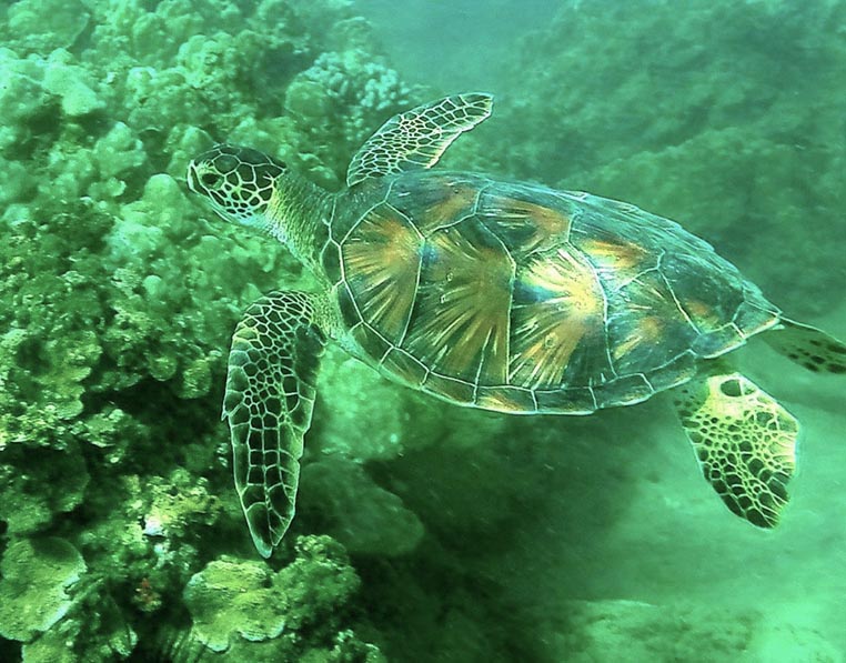 turtle snorkling hawaii