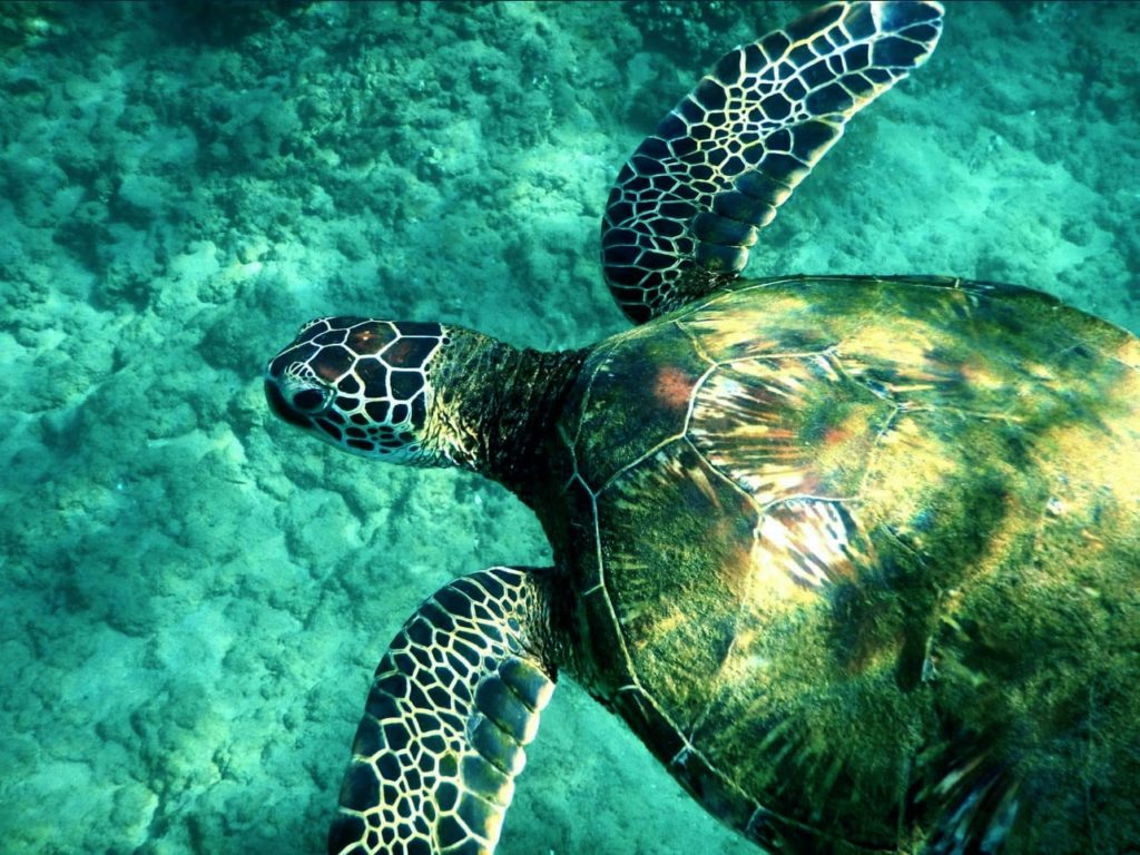 turtle under the water